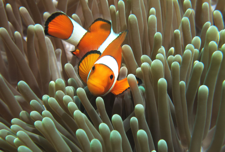 Clown fish, Halik Reef, Gili Trawangan. Image by Randi Ang Getty