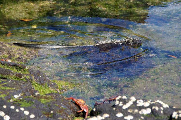 Marine iguana, Galapagos Islands, Ecuador. Image by putneymark CC BY-SA 2.0