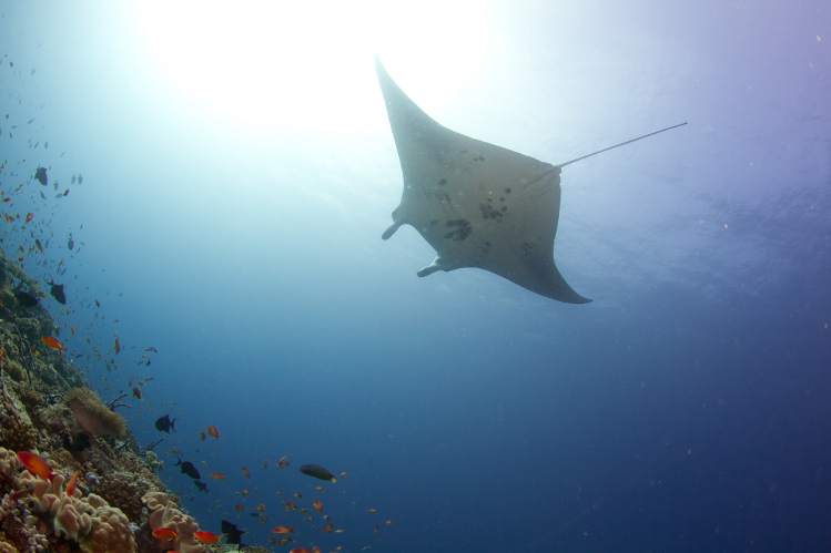 anta ray, Maldives. Image by Tchami CC BY-SA 2.0