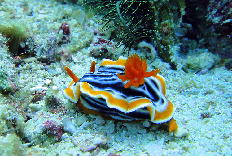Nudibranch, Visayas, Philippines. Image by Matt Kiefer CC BY-SA 2.0