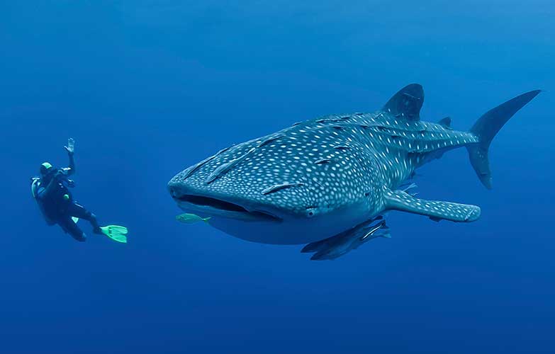 A diver photographing a whale shark. Image by Jones/ Shimlock-Secret Sea Visions / Getty Images.