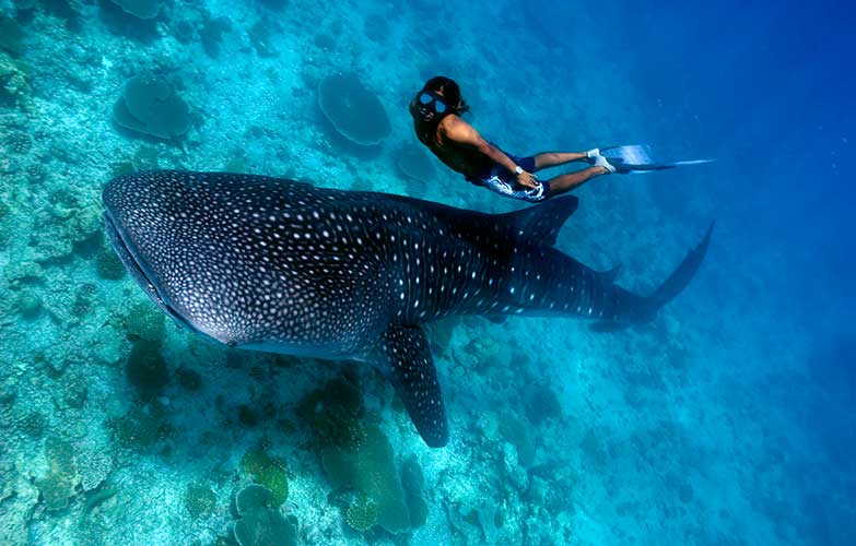 A freediver swimming alongside a whale shark. Image by Trent Burkholder / Getty Images.