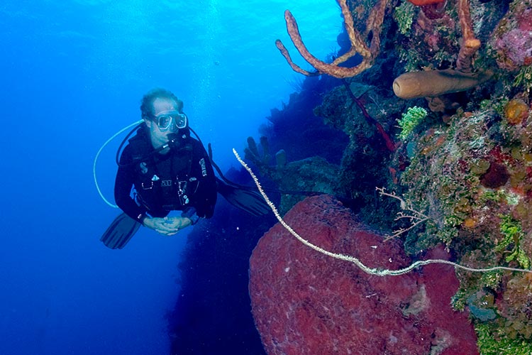 A diver inspecting at the abundant sea life of Little Cayman's famous Bloody Bay Wall. Image by Southern Cross Club / Lonely Planet.