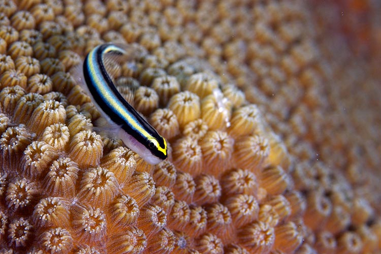 A tiny, colourful blennie stands out against the background of coral. Image courtesy of the Cayman Islands Department of Tourism / Lonely Planet.