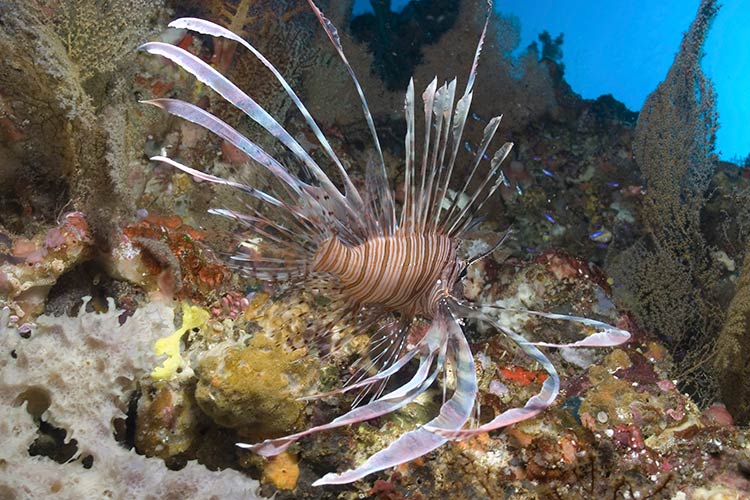 A lionfish swimming over coral off Sipidan. Image by Fotosearch Value / Getty Images.