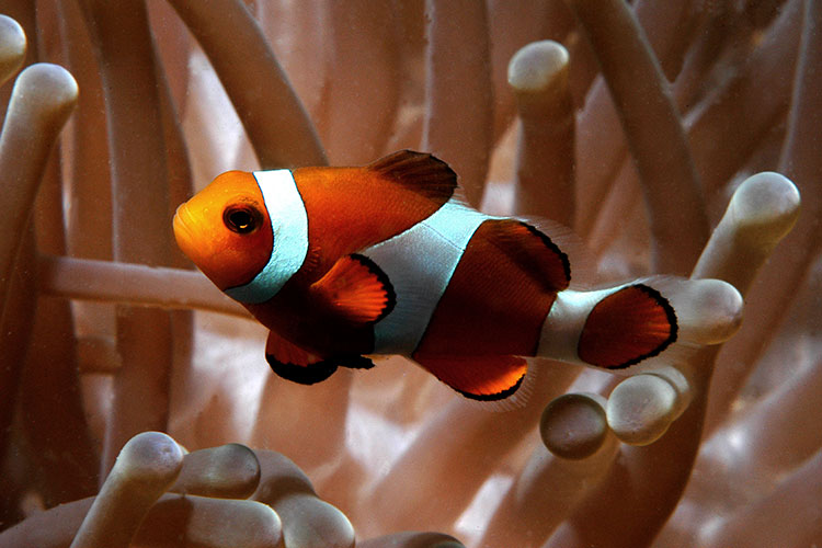 A clownfish resting amid the tentacles of an anenome. Image by Fotosearch Value / Getty Images.