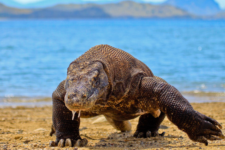 Komodo dragon, Komodo National Park. Image by Adhi Rachdian Flickr CC BY 2.0