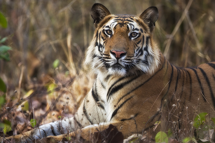 You'll be lucky to spot a tiger, but there's plenty of other stuff for the kids to eyeball in Madhya Pradesh. Image by Jonathan & Angela Scott / AWL Images / Getty Images
