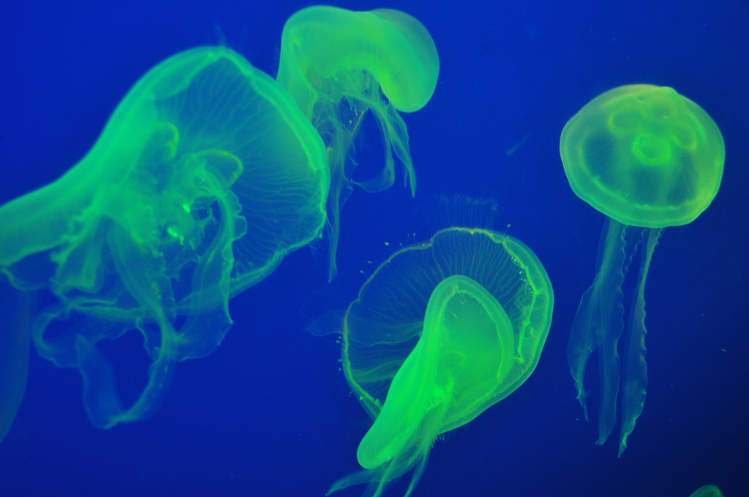 Illuminated jellyfish at SEA Aquarium, Sentosa Island, Sngapore. Image by Nearly-Normal CC BY 2.0
