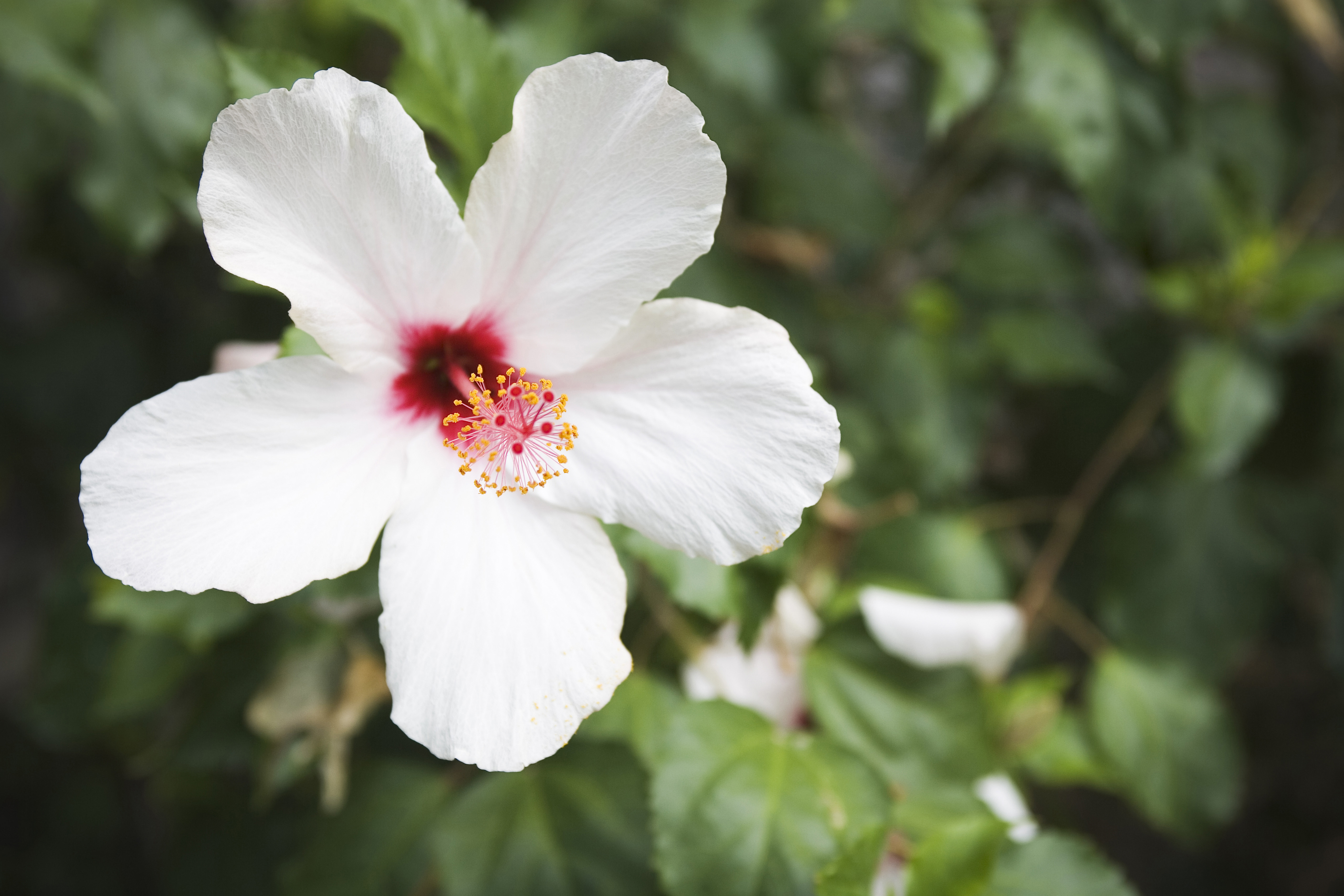 Kaua‘i’s gardens contain plantlife that are native to the islands, like this white hibiscus. Image by Marc Moritsch / National Geographic / Getty