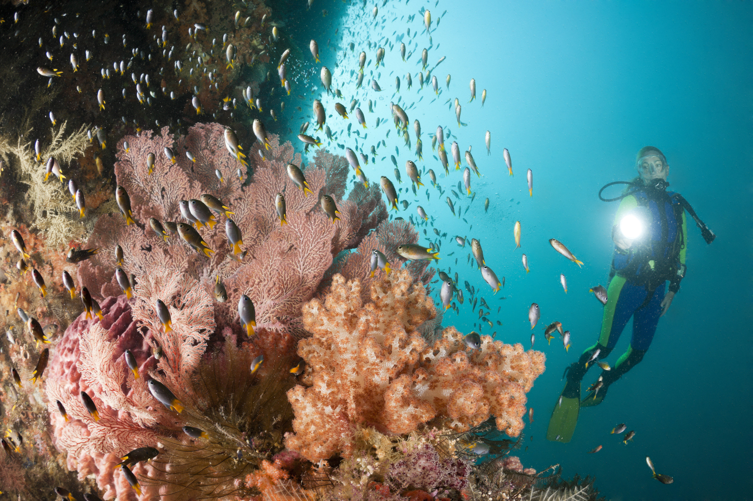 Taucher und Korallen-Demoisellen, Neopomacentrus sp., Raja Ampat, West Papua, Indonesien | Scuba Diver and Coral DRaja Ampat boasts some of the best diving in the Coral Triangle, let alone the world © Ullstein Bild / Getty Images