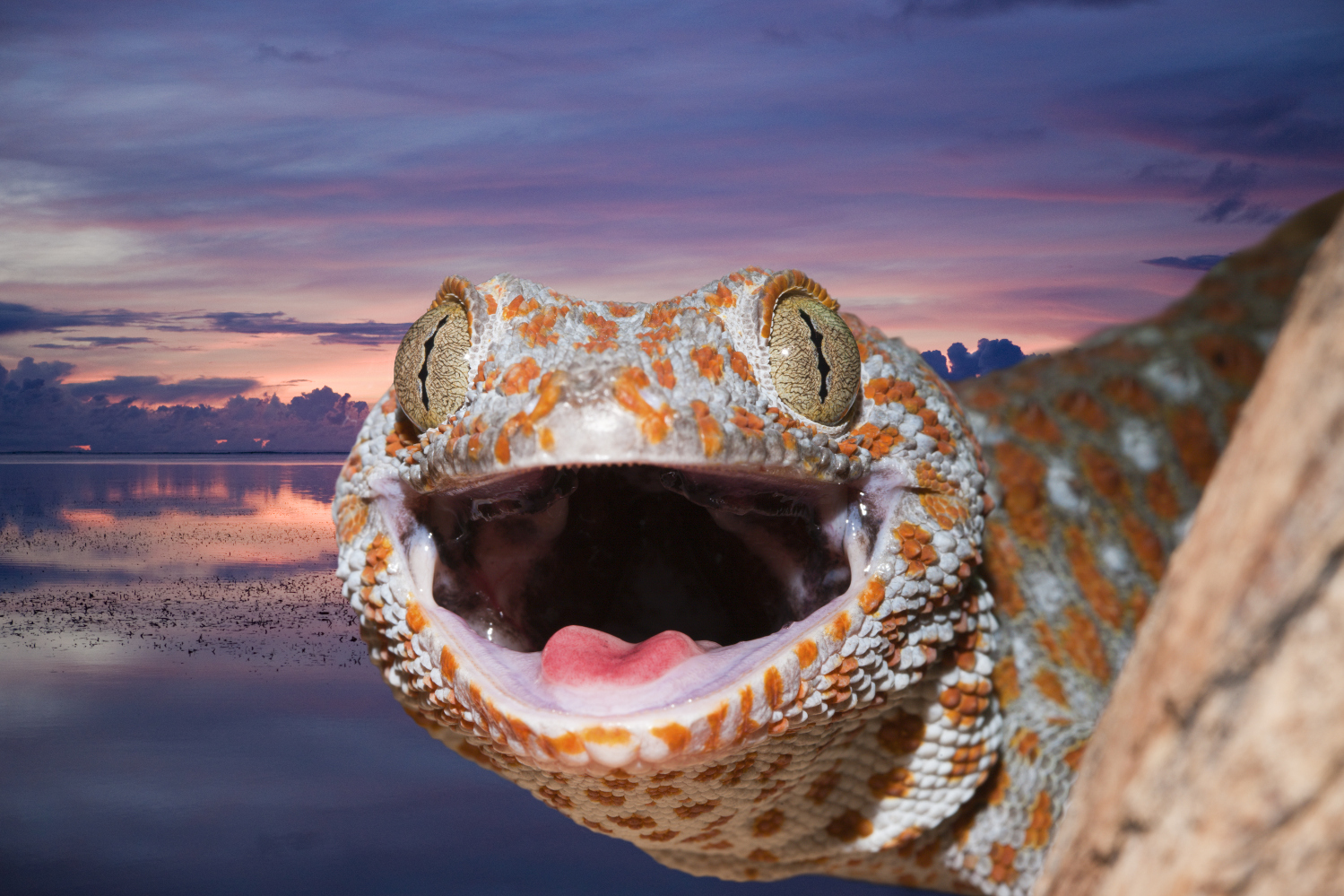 Raja Ampat has many colourful inhabitants above the water, such as this tokay gecko photographed in Misool © Ullstein Bild / Getty Images