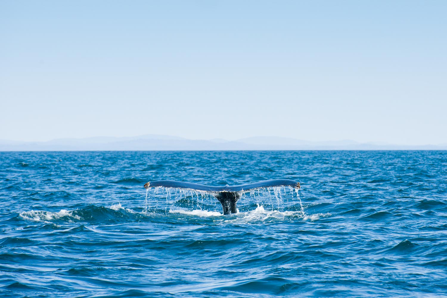 Canada's east coast is perfect for summertime whale watching © Justin Foulkes / Lonely Planet 