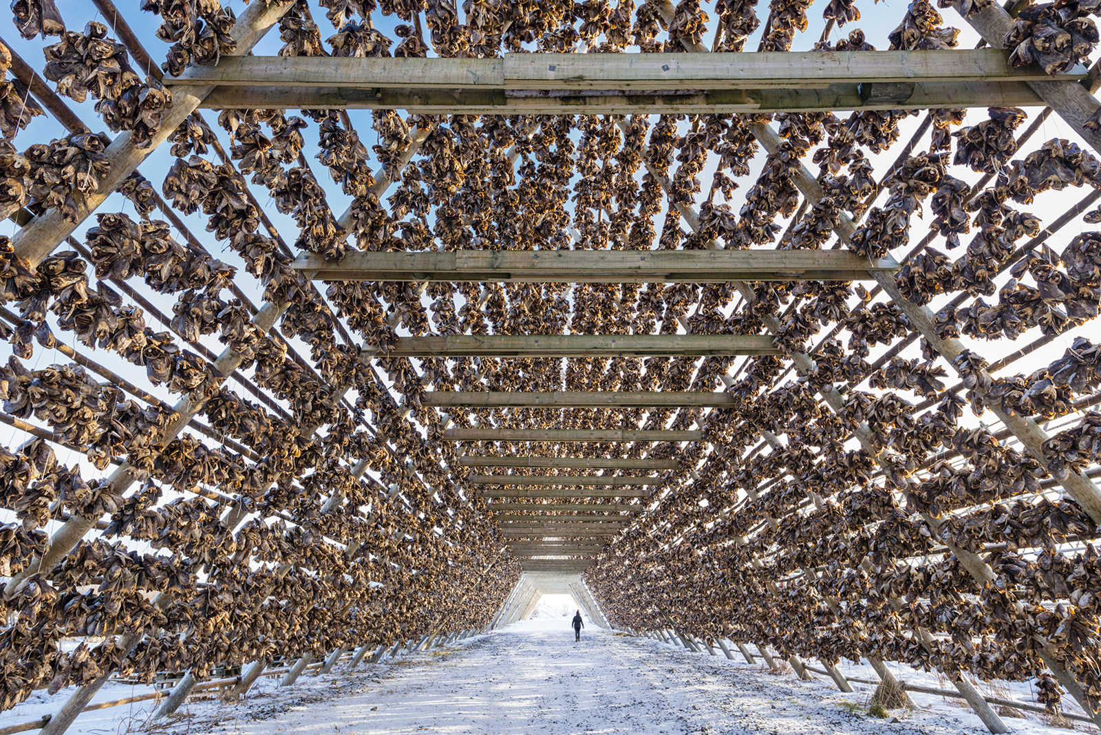 Stockfish drying on racks at Svolvaer, Lofoten, Norway.