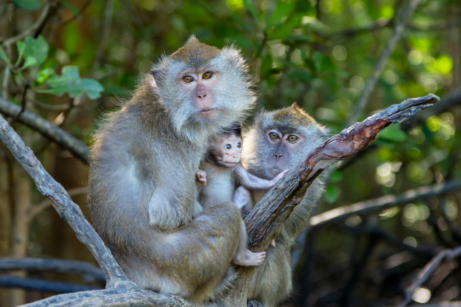 Macaque monkeys in mangrove forests of Langkawi © VasukiRao / iStock / Getty Images
