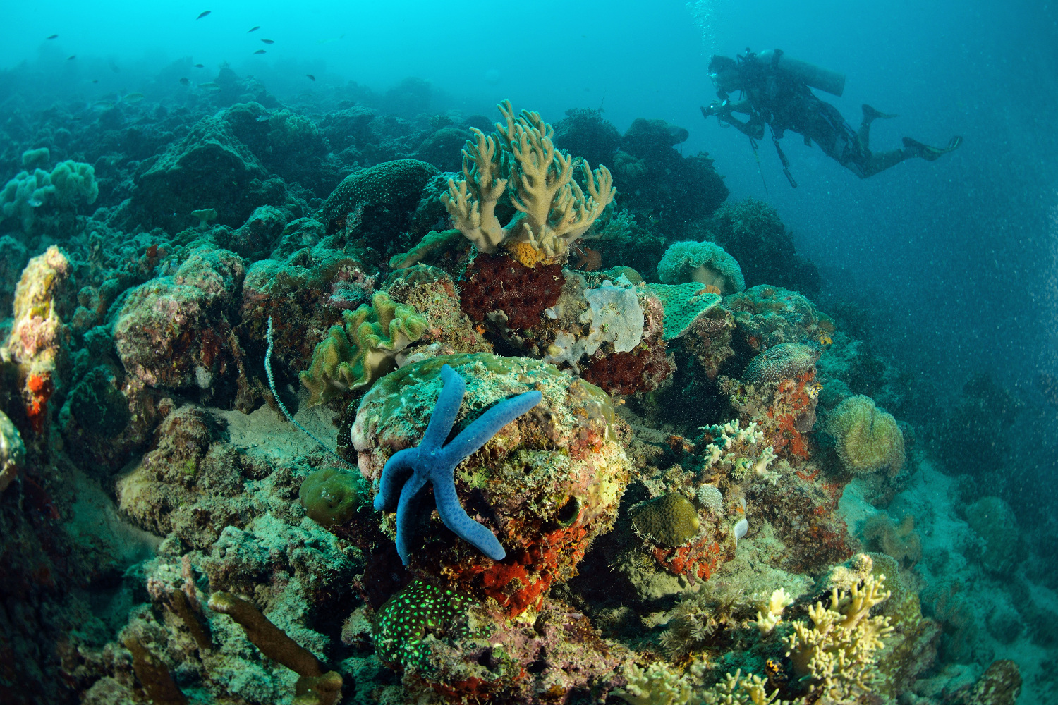 Scuba diving around the colourful coral at Pulau Sipadan © think4photop / Shutterstock