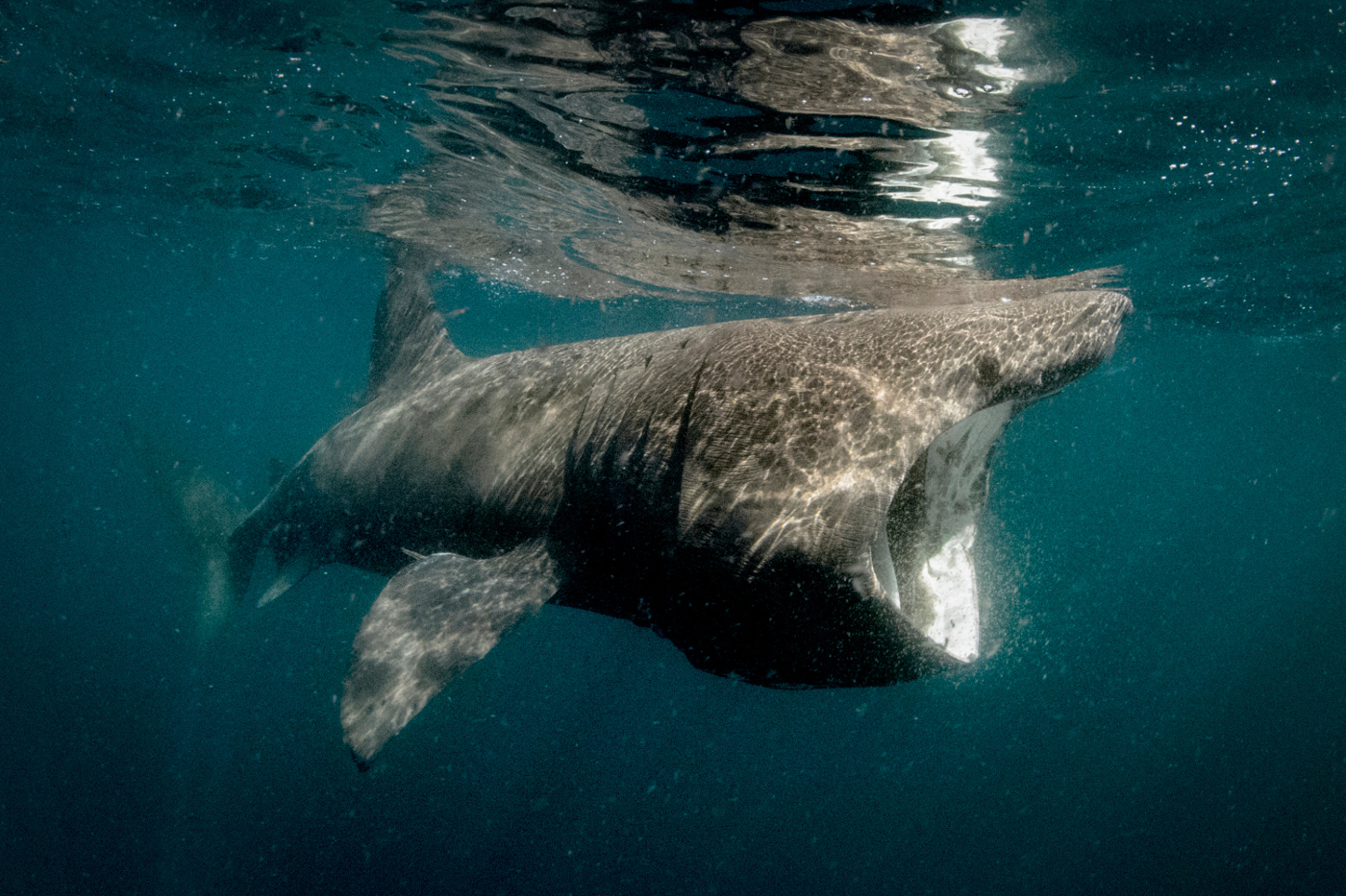 Basking sharks are frequent visitors to Britain’s waters. Image by Cultura RM / George Karbus Photography / Getty