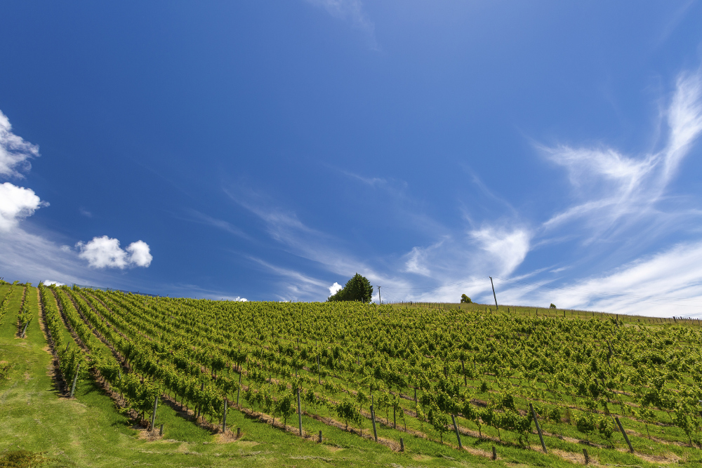 Vineyards are a common sight on the rolling hills. Image by denizunlusu/ Getty