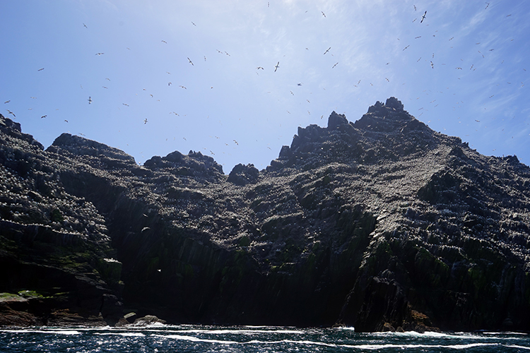 Thousands of gannets nesting on Little Skellig