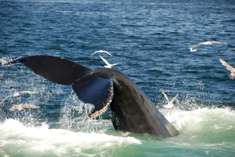 Humpback whale in the waters around Boston. Image by Adam & Tess / CC BY-SA 2.0