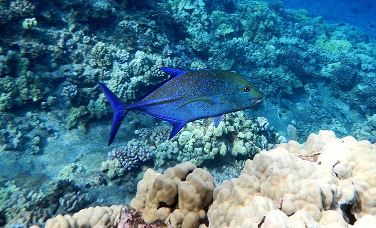 'Snorkeling at Molokini Crater, Maui' by SnorkelingDives/CC BY 2.0.