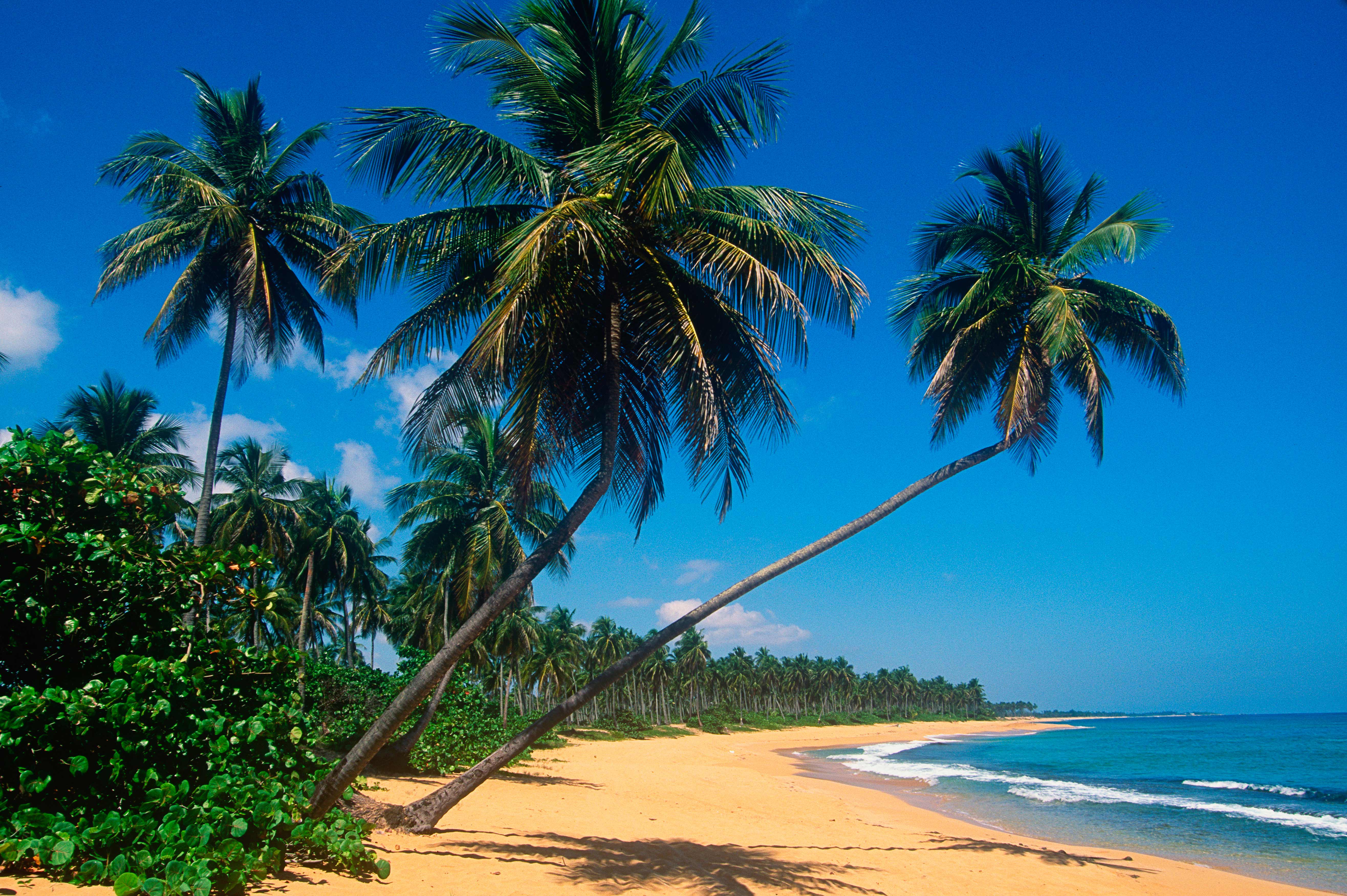 Palm trees line the beach of Isla Verde in Puerto Rico. Image Danita Delimont / Gallo Images / Getty