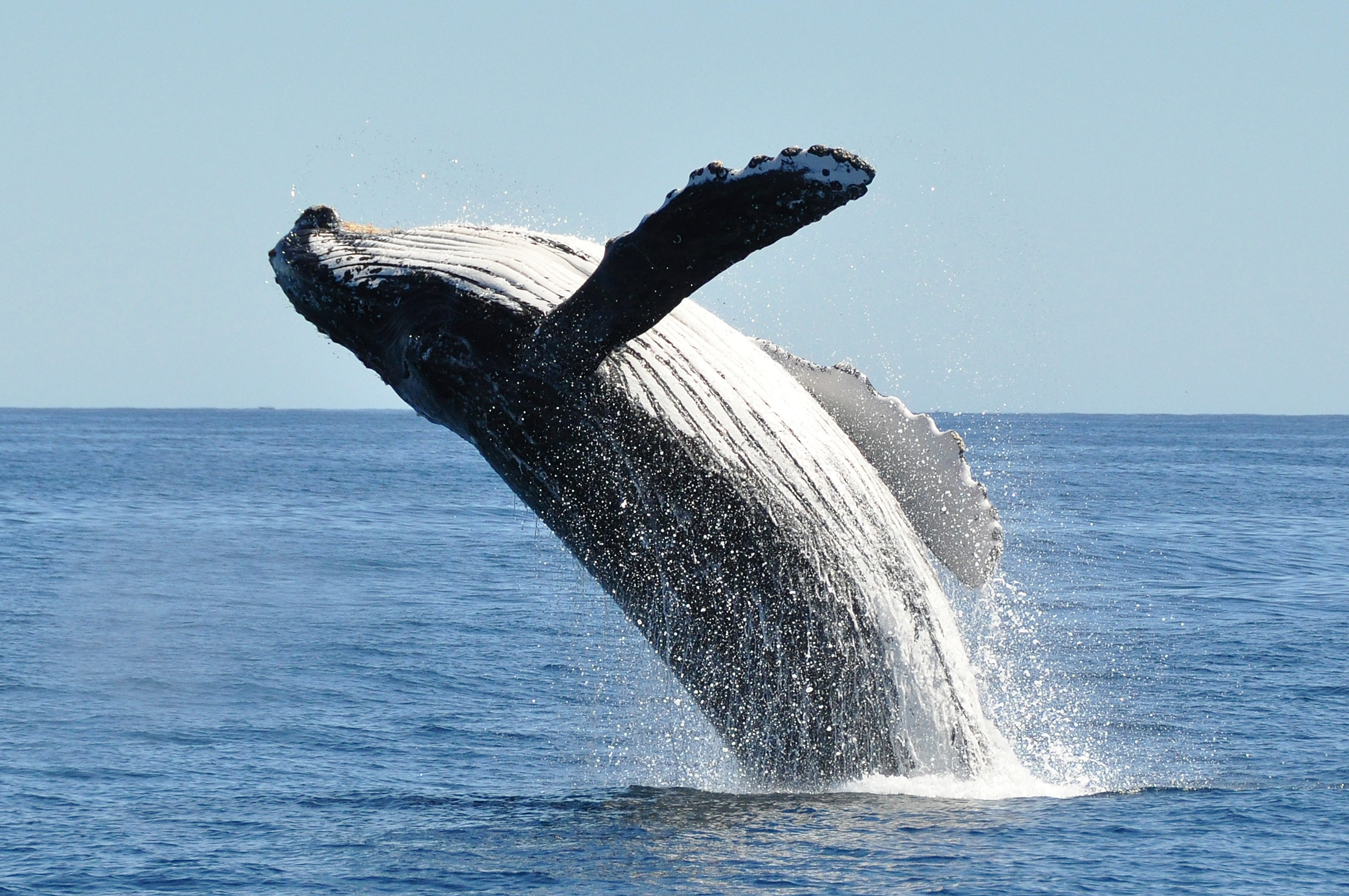 A humpback whale breaches off the coast of Baja California. Image by Tim Melling / Moment / Getty