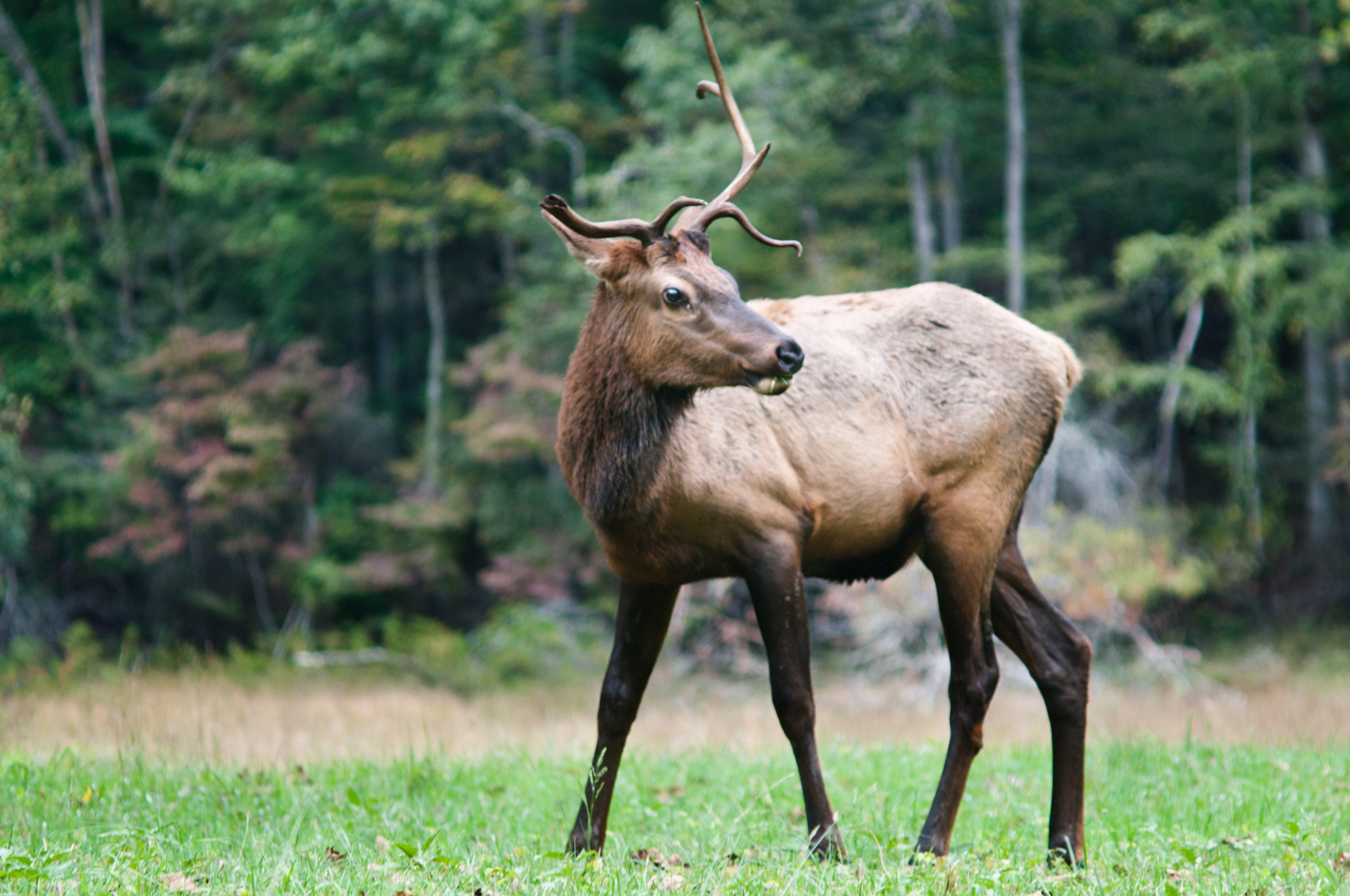 A bull elk in Great Smoky Mountains National Park. Image by Jim McKinley / Moment Open / Getty