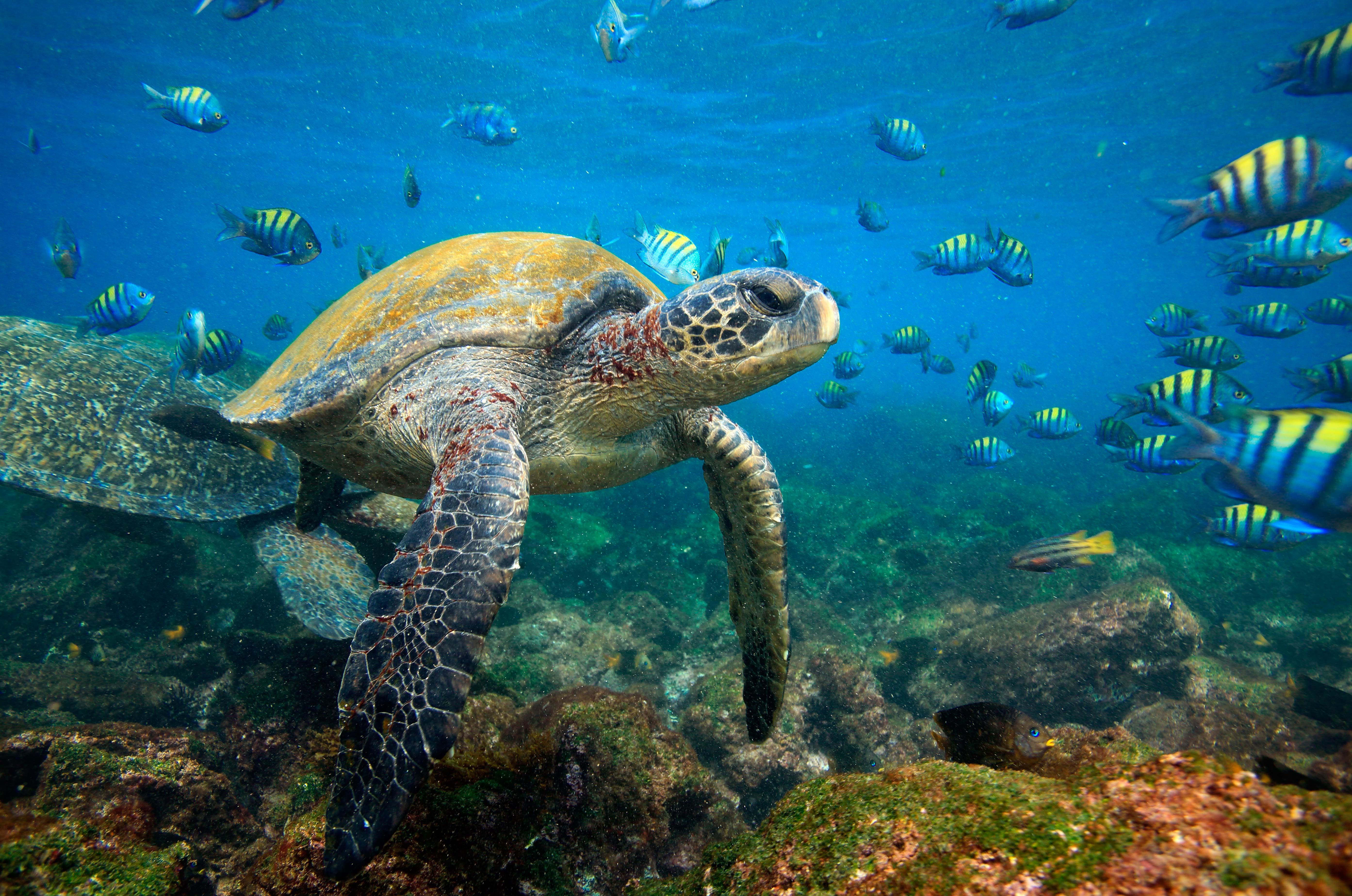 A sea turtle in a lagoon near the Galápagos. Image by Paul Kennedy / Lonely Planet Images / Getty