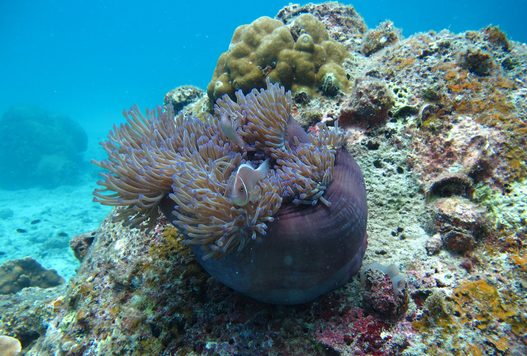 Diving, Ko Tao, Thailand. Image by David Rubin CC BY 2.0