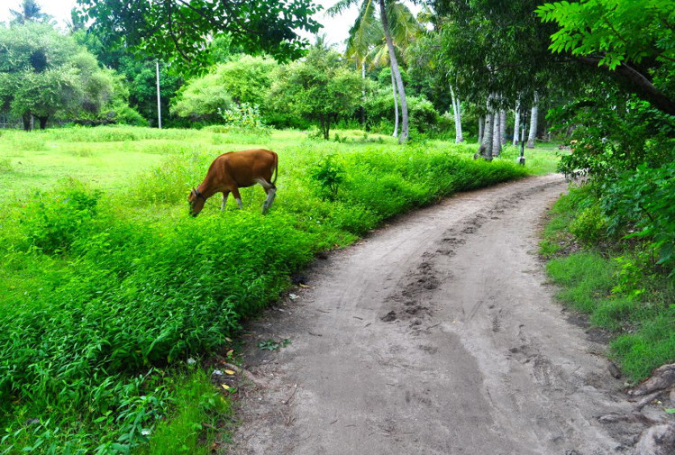 Road, Gili Air. Image by Madeleine Holland CC BY 2.0