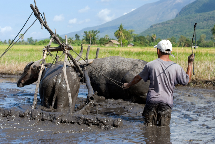 Buffalo plowing a paddyfield, Flores highlands. Image by Mark Eveleigh