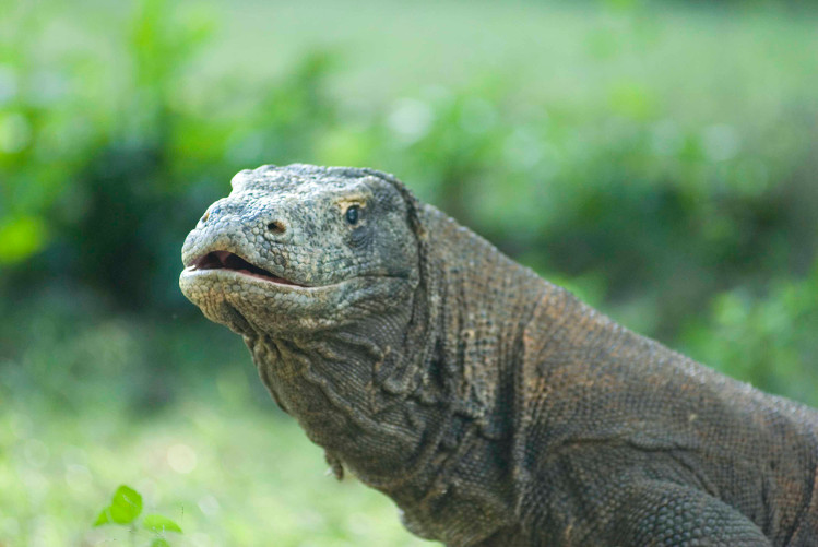 Komodo dragon, Komodo Isand. Image by Mark Eveleigh