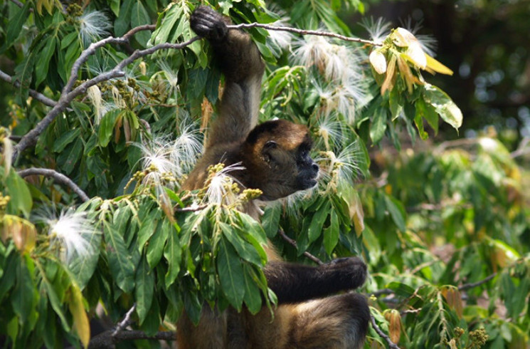 Spider monkey, Las-Isletas, Nicaragua. Image by Pete / Flickr CC BY 2.0