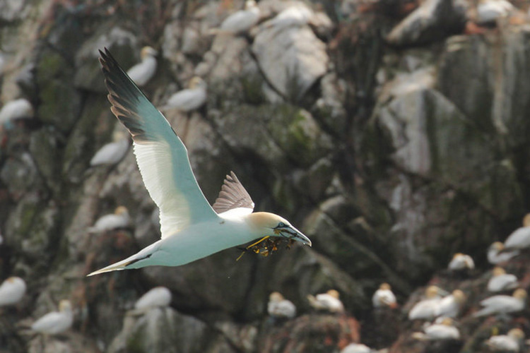 The rocky outcrops to the west of Alderney are home to a staggering 11,000 northern gannets, around 2% of the world population. Image courtesy of Martin Batt / Alderney Living Islands.
