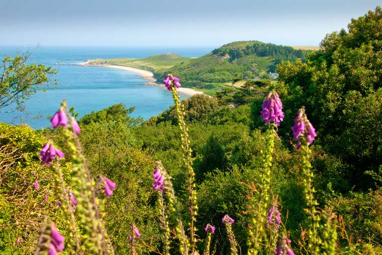 The flower-laden west coast of Herm, looking north toward the white sand of Bears Beach. Image courtesy of Chris George Photography / Herm Island.