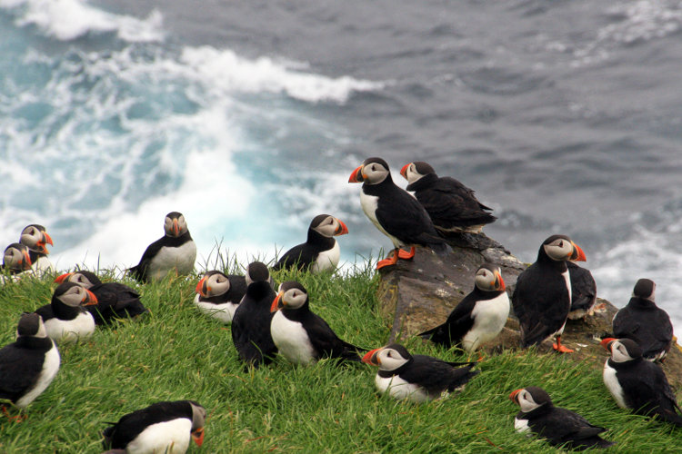 Puffins nesting on Mykines. Image by DavideGorla / CC BY 2.0