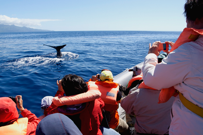 Faial - whale watching by nebulux76. CC BY 2.0