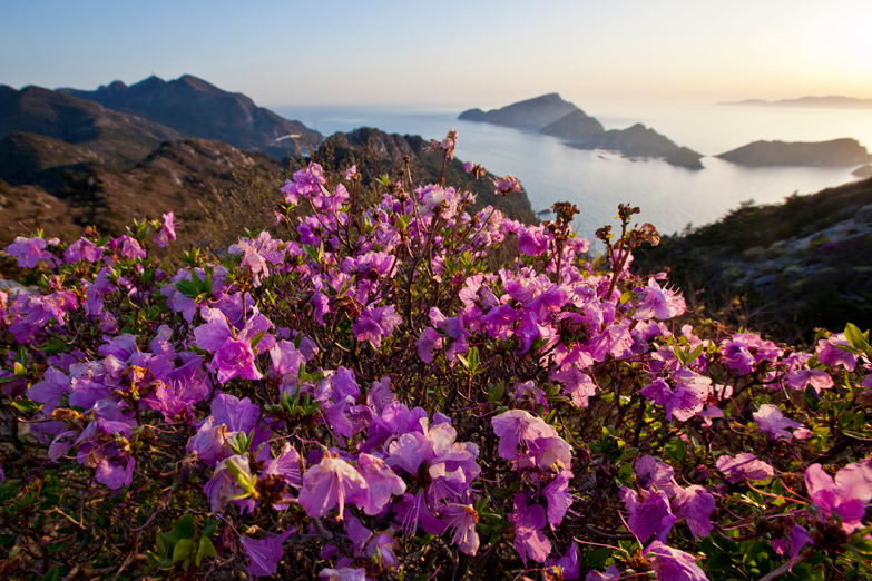 Late afternoon light on hibiscus flowers in Heuksando. Image by PREVOST Vincent / hemis.fr / Getty Images.