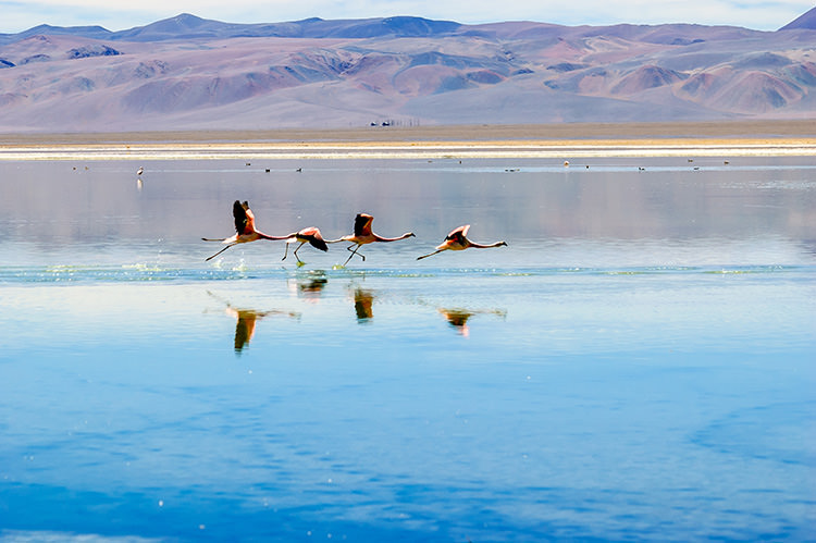 Flamingoes flying across a salt lake in Chile, one of this year's 10 best 'ethical destinations', according to Ethical Traveler. Image by Ricardo Martínez Photography / Moment / Getty Images