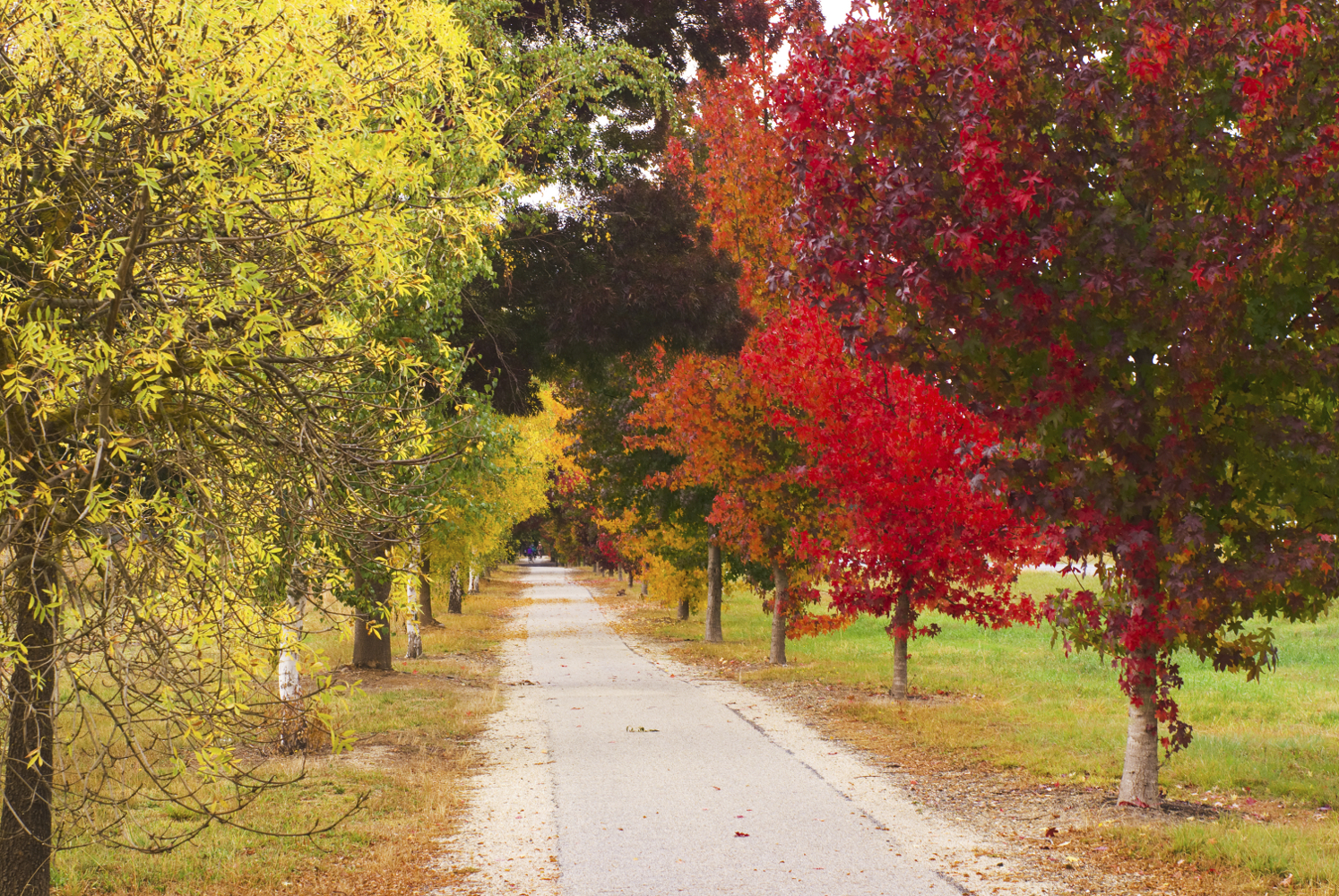 Autumn is a spectacular time to cycle to Bright. © Ashley Whitworth / Getty Images