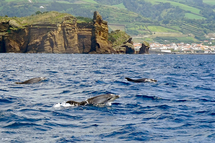 Up to a third of the world's cetaceans can be found in the waters around the Azores, including bottlenose dolphins. Image by James Kay / Lonely Planet