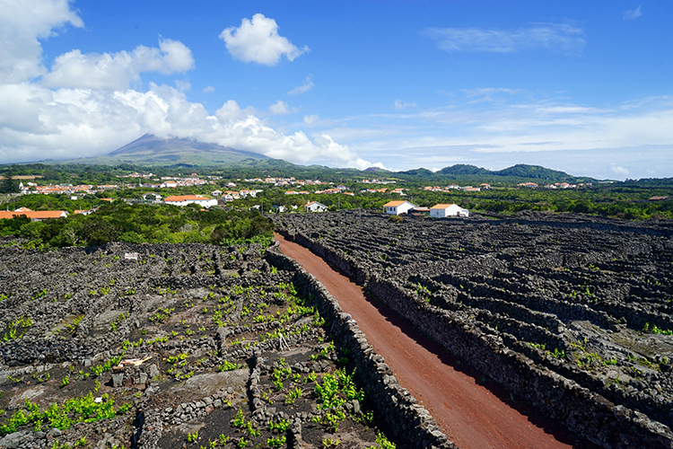 The vineyards of Pico enclosed by dry-stone walls made of black basalt. Image by James Kay / Lonely Planet