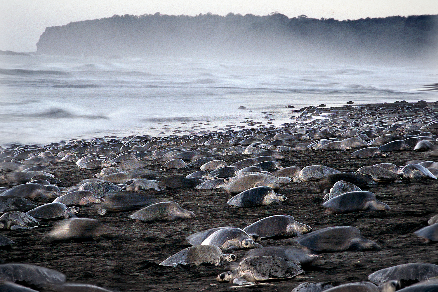A turtle gathering on Playa Ostional is an experience you'll never forget. Image by Olivier Blaise / Moment Open / Getty