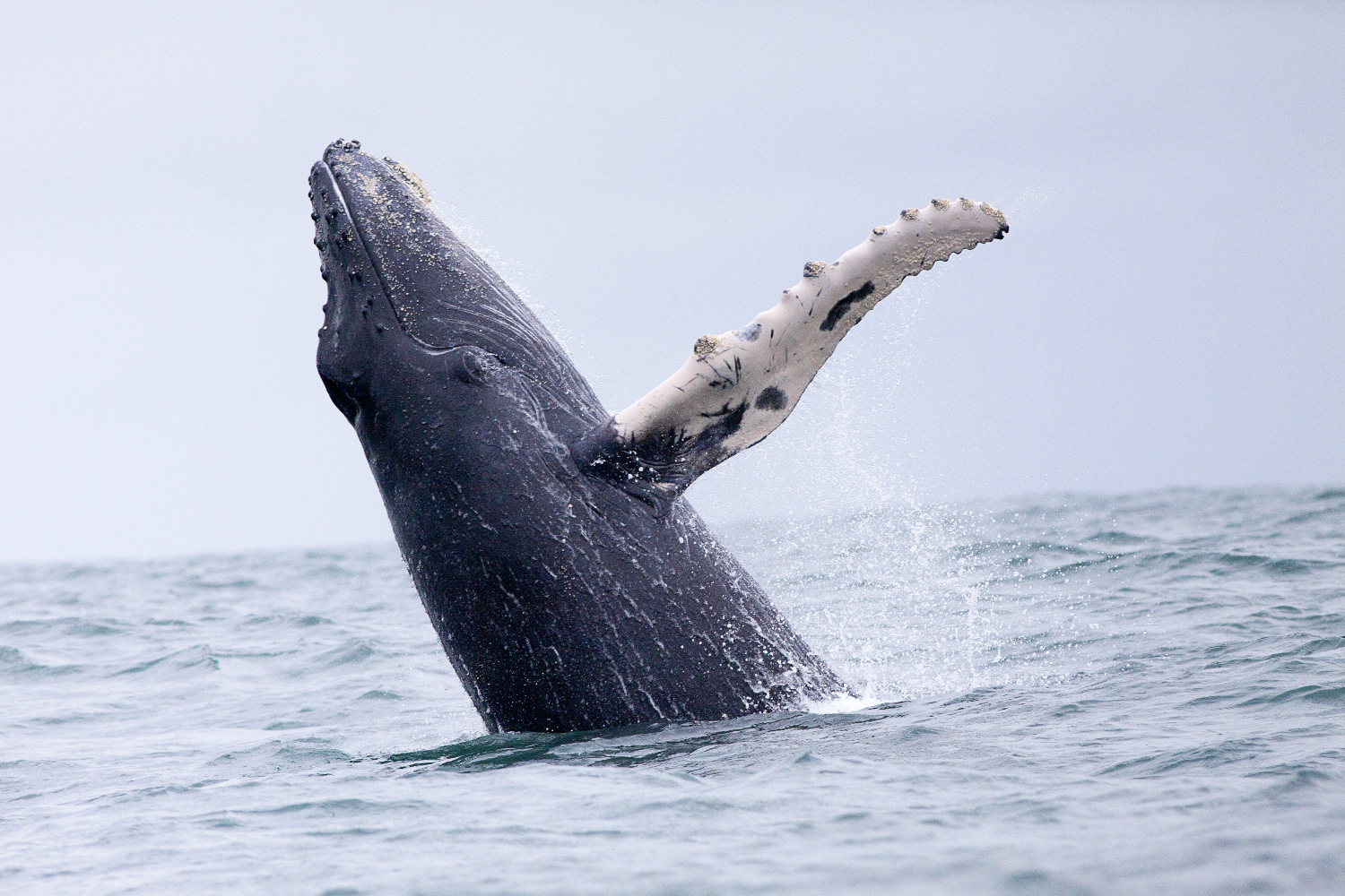 Humpback whales breach along the Osa Peninsula. Image by LuismiX / Moment / Getty