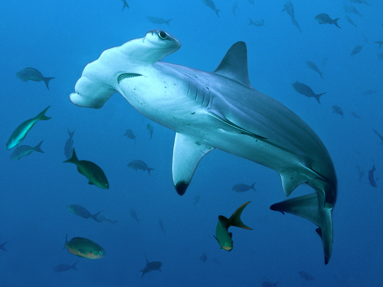 Endangered scalloped hammerheads throng the waters around Cocos Island. Image by Richard Merritt / Getty