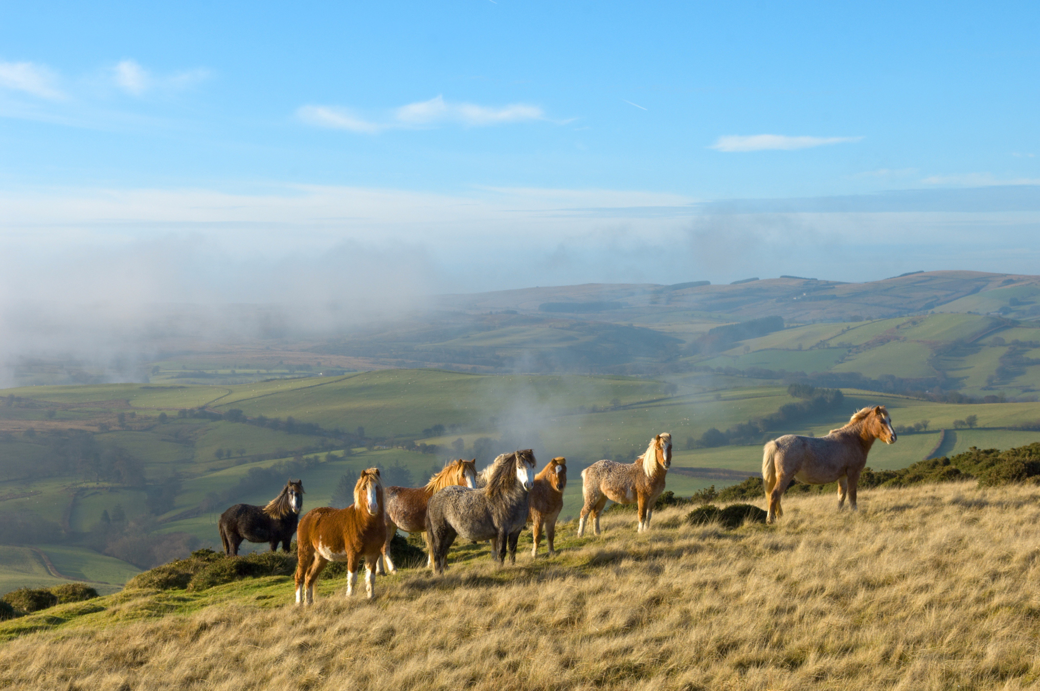 Ponies in Mynydd Epynt, The Cambrian Mountains. Image by Graham Lawrence / Getty