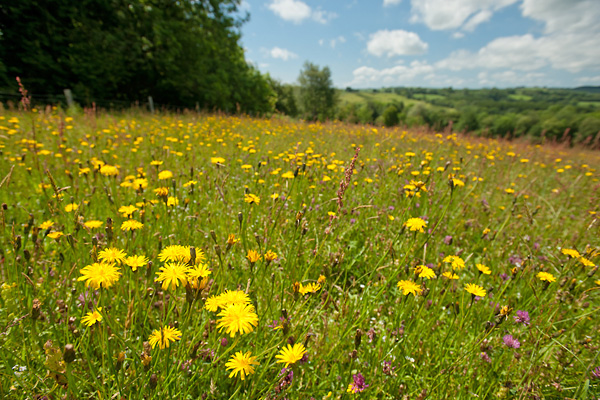 Meadow at Denmark Farm Meadow. Image by Ross Hoddinott / 2020VISION