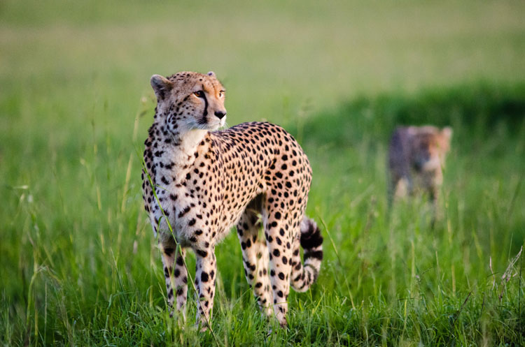 A cheetah and cub in the Masai Mara National Reserve. Image by Michael Benanav / Lonely Planet.