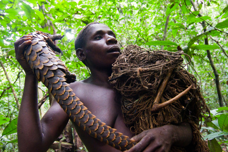 This pangolin (a type of scaly anteater) was caught at the very start of the hunt. It was not however caught in a net but rather just pounced on when it crossed in-front of us. Image by Stuart Butler / Lonely Planet.